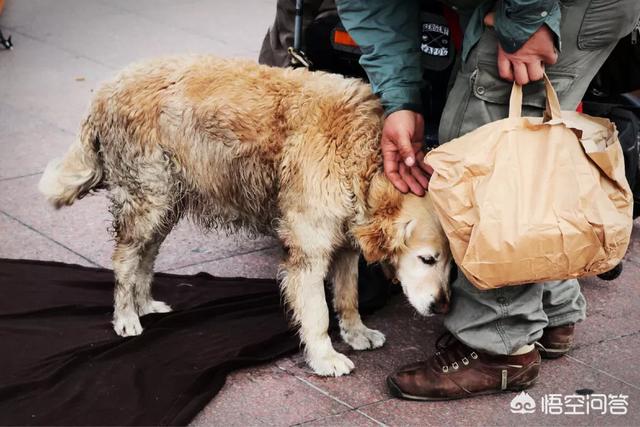 人和狗分开之后，狗狗还会记得以前的主人吗？插图60