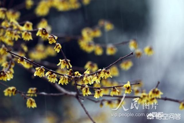 你对“瑞雪兆丰年”的说法赞同吗？下雪还有哪些益处？