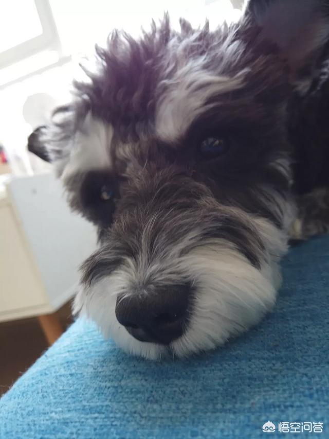 赛维洛犬菌清好不好:狗狗肠胃差，用什么办法能改善？