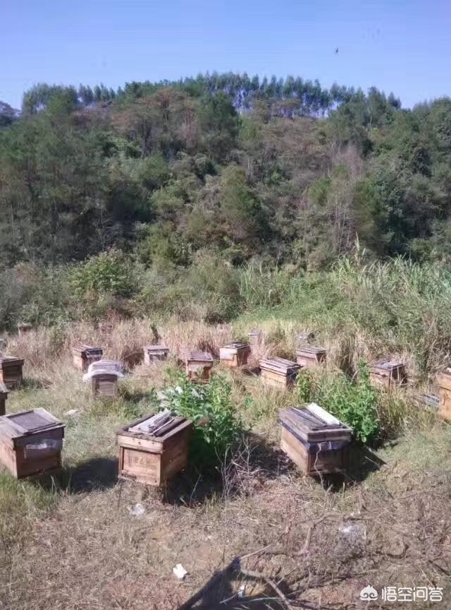 蜜蜂的知识:初次养蜂，购进蜂群后如何开展工作？需要注意哪些问题？