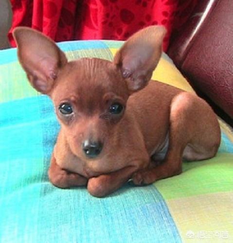 萨摩耶母狗来月经怎么办:小鹿犬例假期间洗澡好吗？
