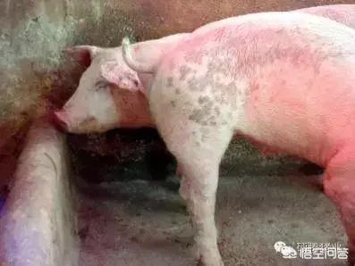 血虫附红体病图:猪高烧40度，身上出血点，这是什么病？如何治疗？