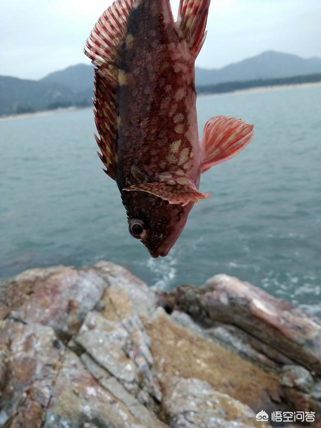 头条问答 你喜欢在海边用路亚钓鱼吗 喜欢钓什么品种 七月八号的回答 0赞