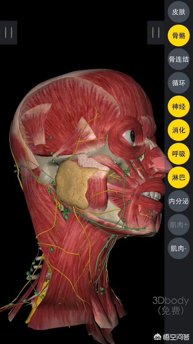 头条问答 - 左耳根下方还有左边脖子有疼痛感,是什么原因?(5个回答)