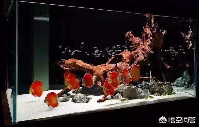 霓虹燕子鱼吃什么东西:火焰变色龙鱼可以和霓虹燕子混养吗？