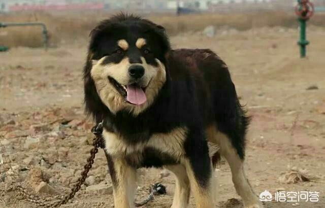 蒙古獒现在多少钱:一只优秀的蒙古獒幼犬，可以在国外卖多少钱？有何依据？