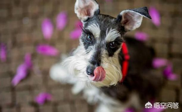 雪纳瑞犬:雪纳瑞犬的优缺点有哪些？