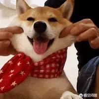 留守宠物寄养一笼难求:放宠物店寄养的狗，结果狗主人不来取了，宠物店该怎么处理？