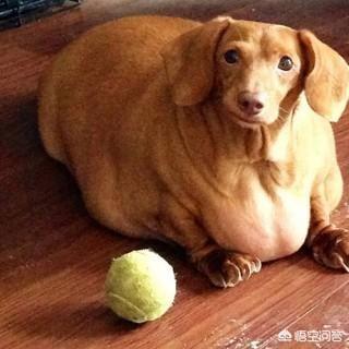 短毛腊肠犬毛发:秋冬季节如何给腊肠犬喂食才是既科学而又有营养的呢？