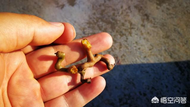 几月扦插?(1个回答)