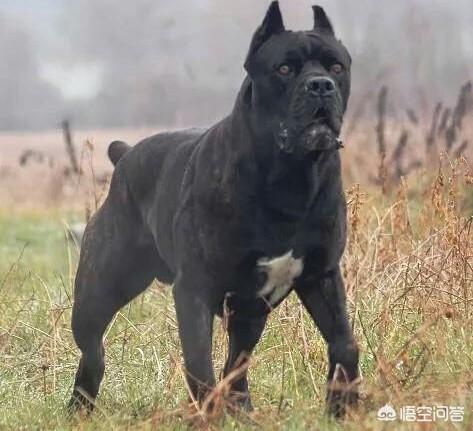 纯种可卡幼犬:拉布拉多犬怎么选纯种呢？