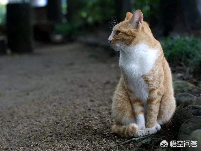 猫咪不乖by:小区阻止喂流浪猫而且要杀死流浪猫，怎么办？