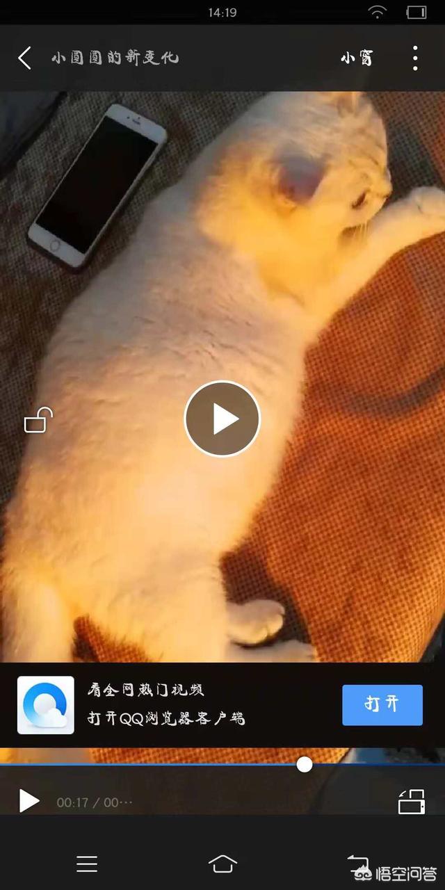 猫咪怀孕多久能检查出来:如果猫咪怀孕了，能看出来吗？