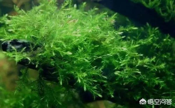 王超水草造景:如何成为一个水草缸造景大师？