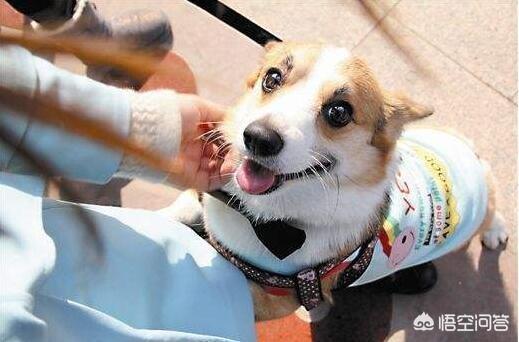 柯基犬智商:喜欢聪明的狗狗，养边牧好，还是柯基好？