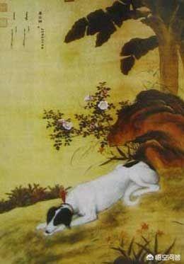 细犬:中国细犬到底是什么样的？滑条是细犬吗？