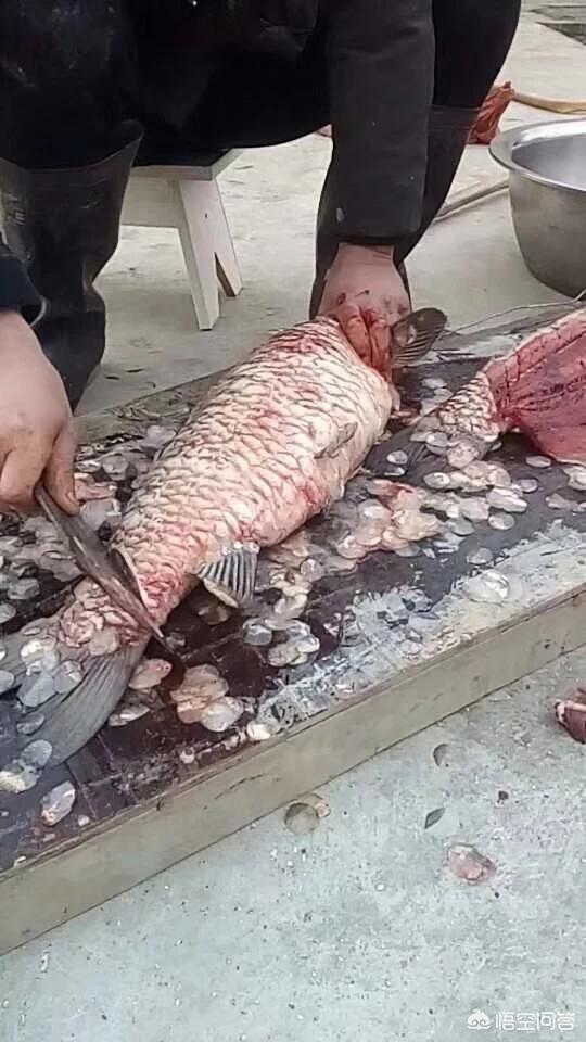 什么鱼做干鱼比较好吃？