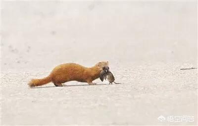 烟台黄鼠狼图片;黄鼠狼图片大全