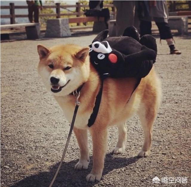 狗狗反刍的相关知识:柴犬突然吐出一堆食物，这是怎么回事？需要注意哪些问题？