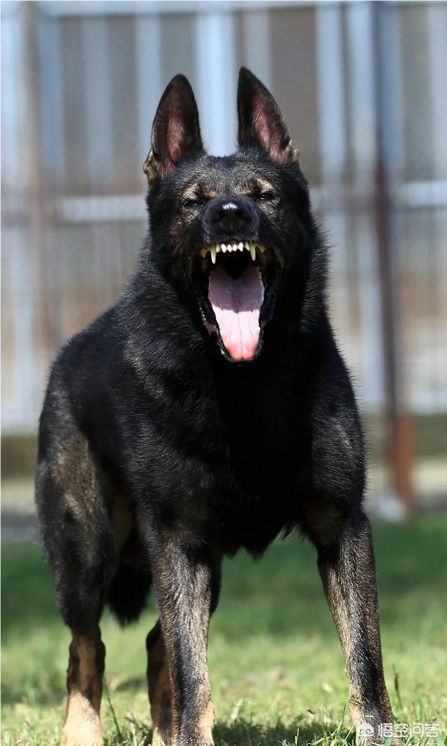 头条问答 - 黑色德牧和普通德牧有什么区别?一样聪明吗?