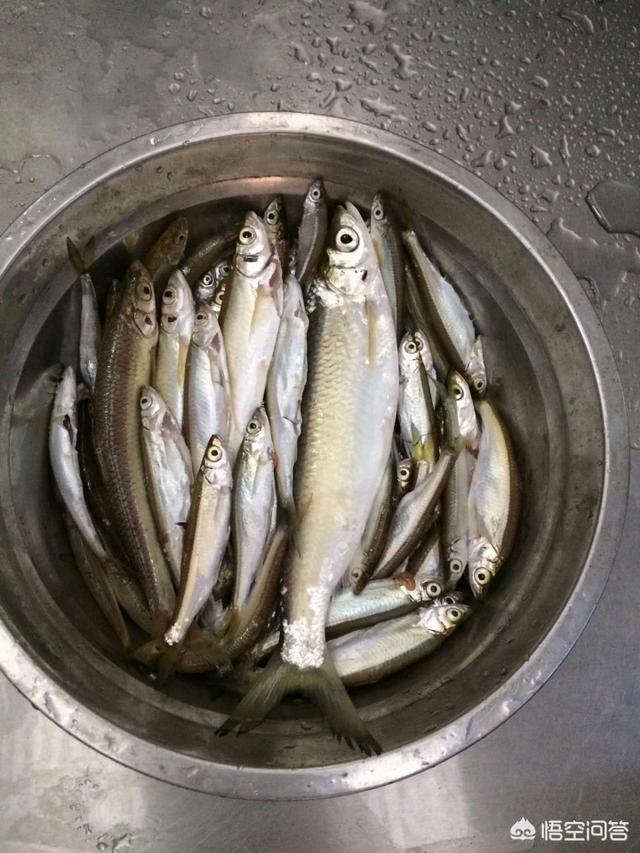 鱼肉狗粮的制作方法:鱼怎么做，猫咪才喜欢吃？ 干狗粮的制作方法