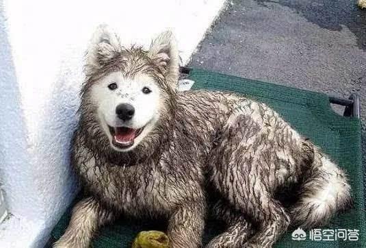 萨摩耶犬图片:养一只萨摩耶是种什么体验？ 萨摩耶犬图片 幼犬