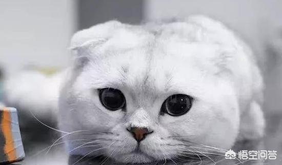 银折耳猫为什么不能养:折耳猫真的活不过两年吗？