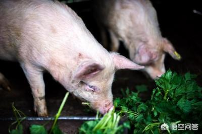 猪弓形体病治疗:猪身体发红，体温40.5度，不食，是什么病情？