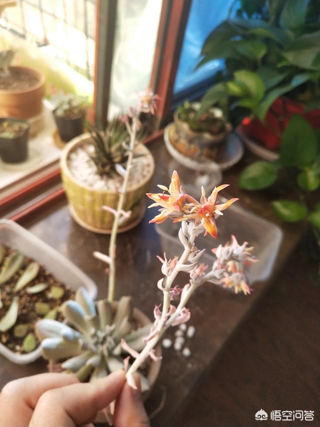 姬星美人开花会死吗:姬星美人开花直接剪头吗 多肉开花要剪掉吗？为什么？