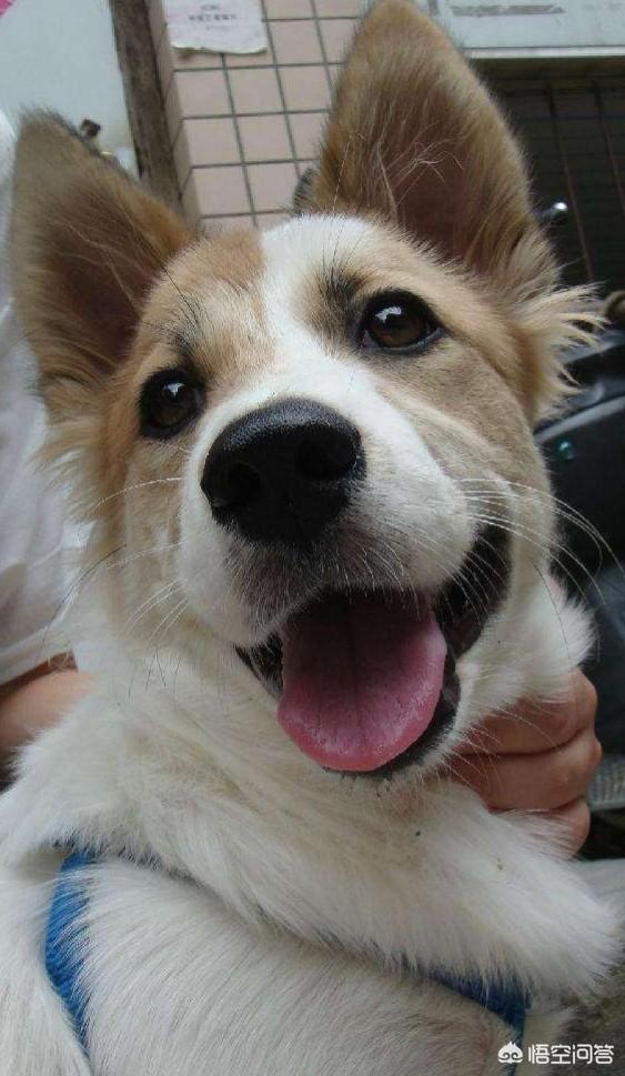 蝴蝶犬幼犬6个月大图片:串串狗能够长得有多好看？
