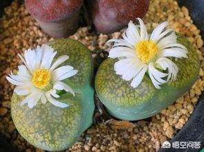 石花图片,鹿角海棠茎杆枯萎可以浸盆吗？