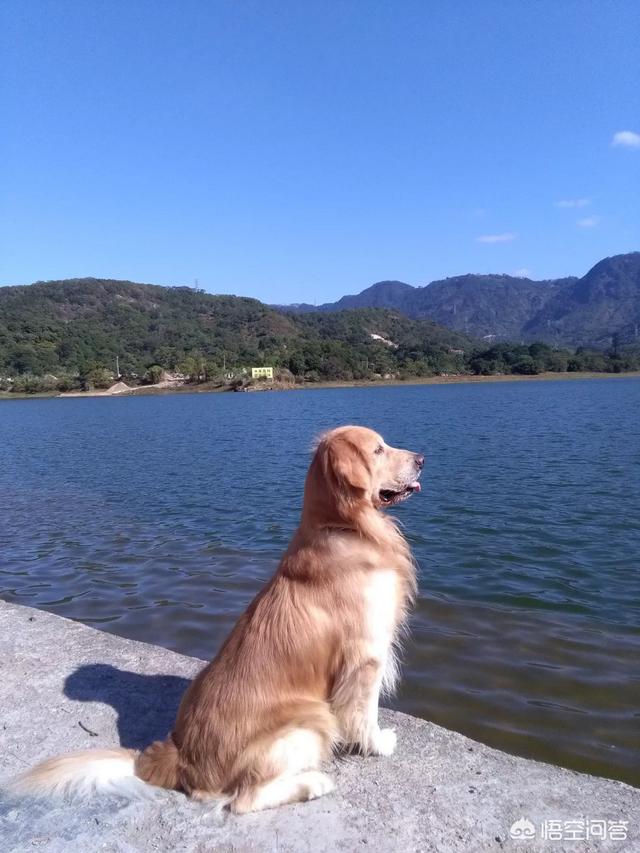 西安纯种金毛犬图片:西安针对养犬出台史上最严苛“守则”，你怎么看？