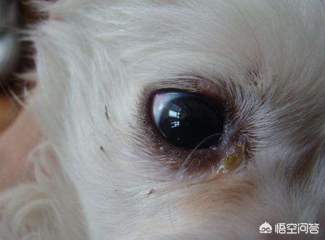 狗上火了怎么办:狗狗眼睛有眼屎，怎么办？