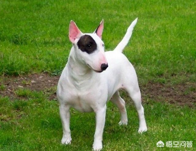 赛级牛头梗介绍:牛头梗打的过罗威纳吗？牛头梗犬的战斗力怎么样？
