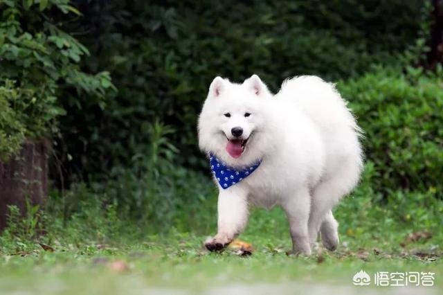 西摩犬聪明不聪明:熊版萨摩耶和狼版萨摩那个聪明？