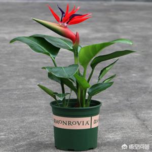 天堂鸟的花语:天堂鸟有毒吗？我们在家中适合养它吗，又要注意哪些地方呢？