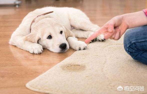 搞笑狗狗罚站视频:泰迪犬的哪些行为在我们眼中看来是搞笑的，但是却可能生病了？