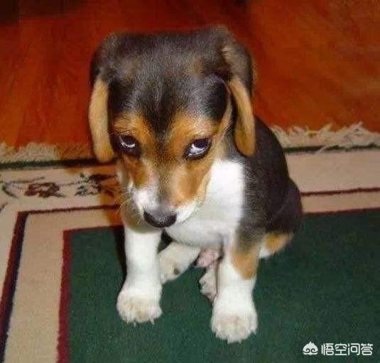 小小宠物店:狗狗最怕什么惩罚？什么方法有效？