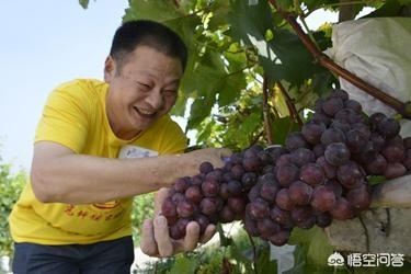 红乳葡萄种植视频:农广天地葡萄种植视频 红乳葡萄如何种植？红乳葡萄种植技术？