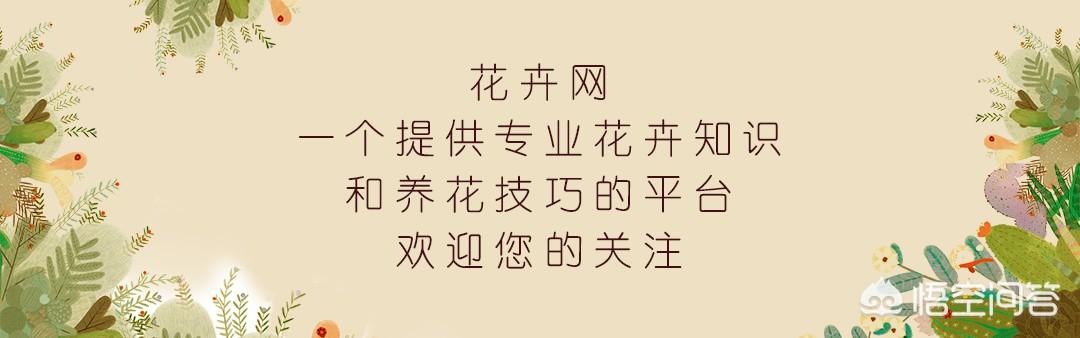 水竹叶子蔫了怎么办:吊竹梅根茎的叶子蔫了怎么回事？