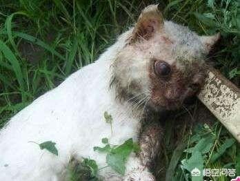 水煮活猫残忍图片:虐猫的人，是一种什么样的心理？