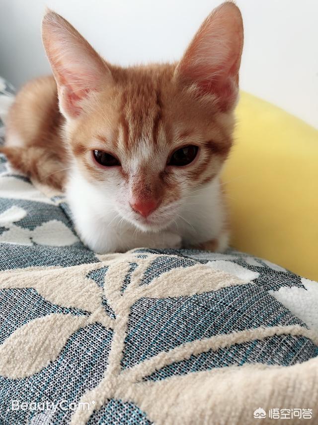 收养流浪猫:要不要收养小区的流浪猫？