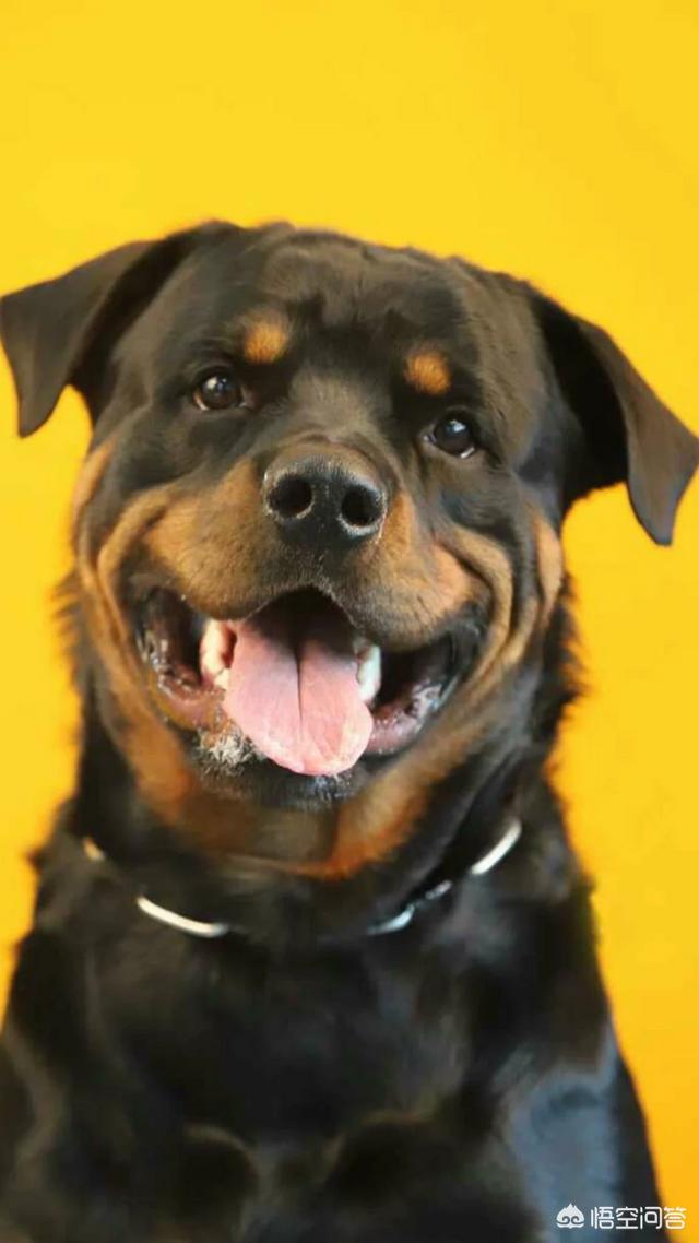 罗维纳犬怎么养:成年罗威纳一天能吃几斤狗粮？ 罗维纳犬和马犬哪个好