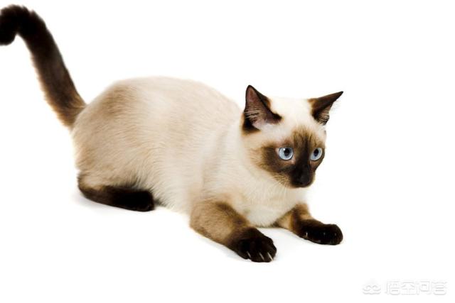 暹罗猫优点和缺点:新手第一次养猫，英短，美短，暹罗，哪个好养点？