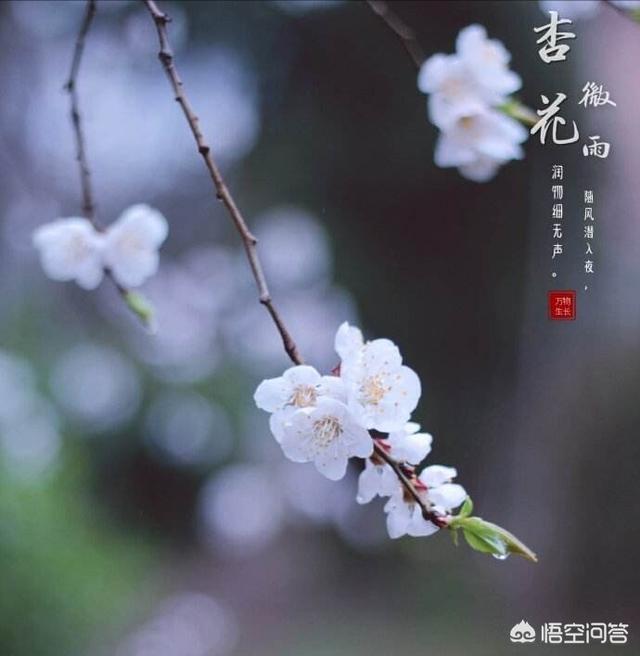 假如林徽因真的选择了徐志摩,他们两个人能够幸福吗？