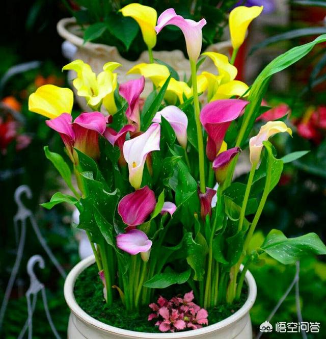 马蹄莲花什么颜色好看:白色的马蹄莲花代表什么 彩色马蹄莲上盆用什么土？