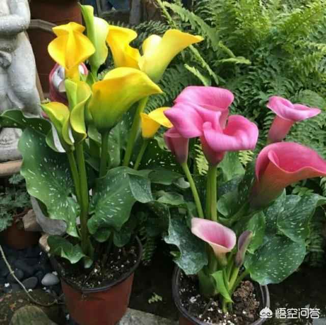 马蹄莲花什么颜色好看:白色的马蹄莲花代表什么 彩色马蹄莲上盆用什么土？