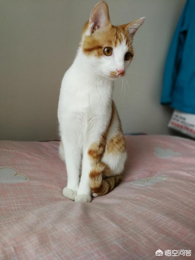 宠物小猫咪:家猫不出门会不会觉得闷呢？