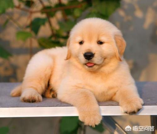 北京金毛价格:金毛犬多少钱一只？影响价格的因素有哪些？