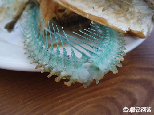 深海皱鳃鲨骨头:为什么有些海鱼的骨头是蓝色的？你会认为有哪些原因？